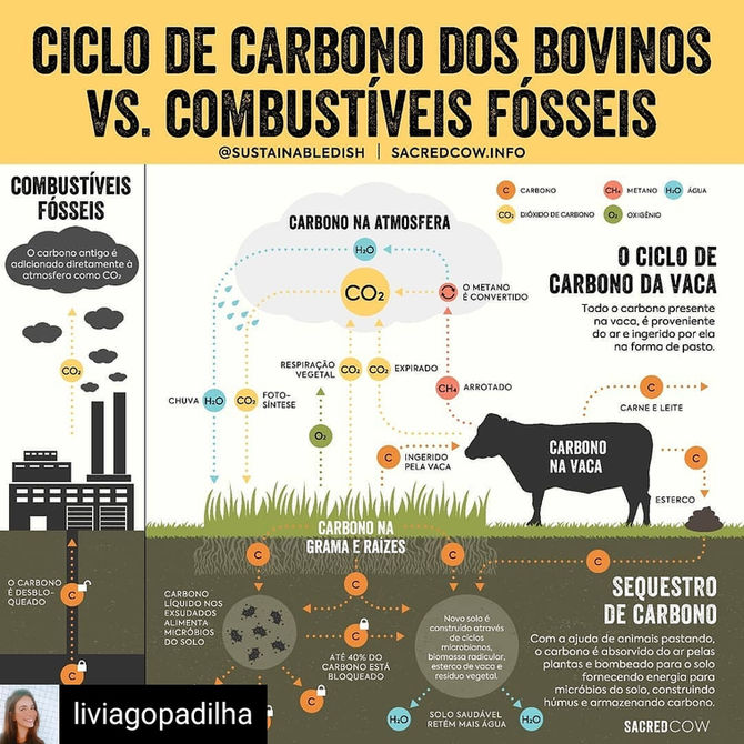Os carros são os culpados. Não as vacas.