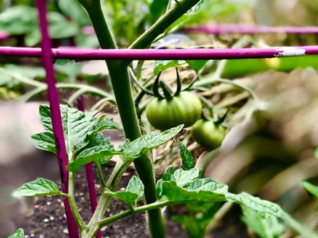 Joy of the Day, Day 54: Babies