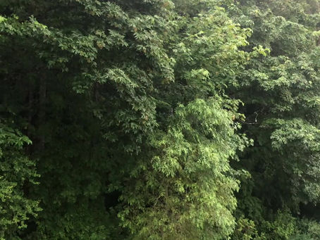 Joy of the Day, Day 59: A Good Soaking