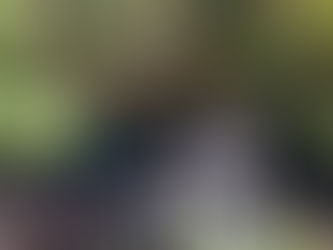 Joy of the Day, Day 44: Our Neighborhood