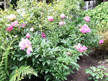 Joy of the Day, Day 57: The Outlier