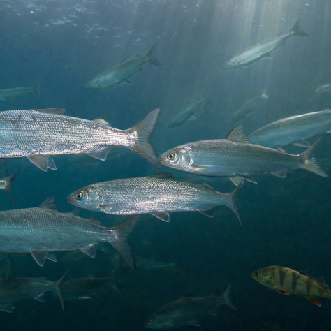 Welche Fische leben im Zürichsee? Alle Arten im Überblick