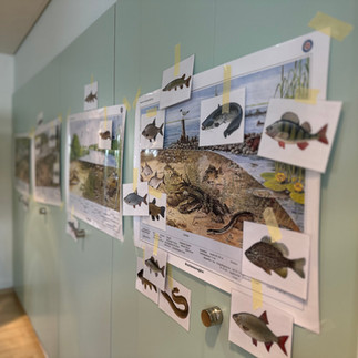 Artenkenntnis der Fische