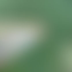 Highlight Felchen fischen