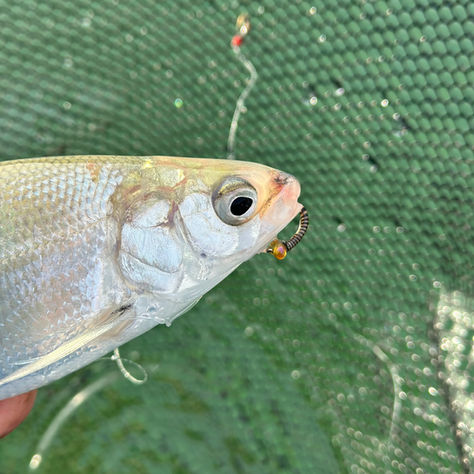 Highlight Felchen fischen