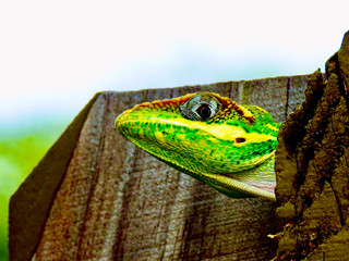 IMG_1739.jpeg