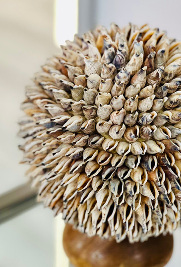 Shell Decor.jpeg