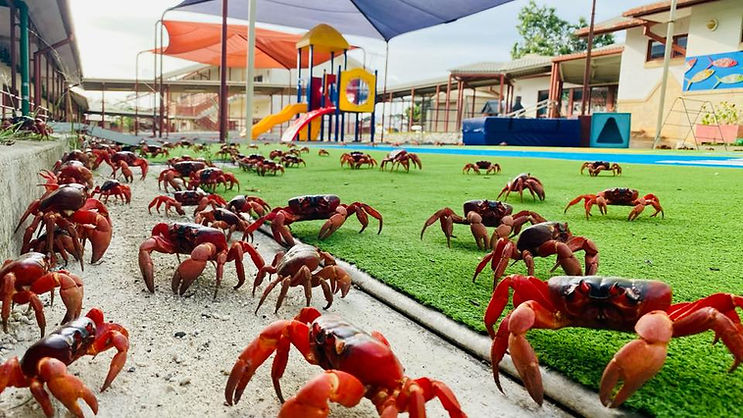 crabs.jpg