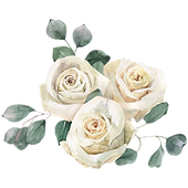 White roses watercolor illustration