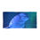 Thumbnail: Beluga Beach Towel