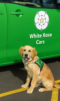White Rose Cars with mobility dog