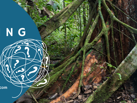 Unraveling Your Roots: A Step-by-Step Guide to Creating a Family Tree Pedigree
