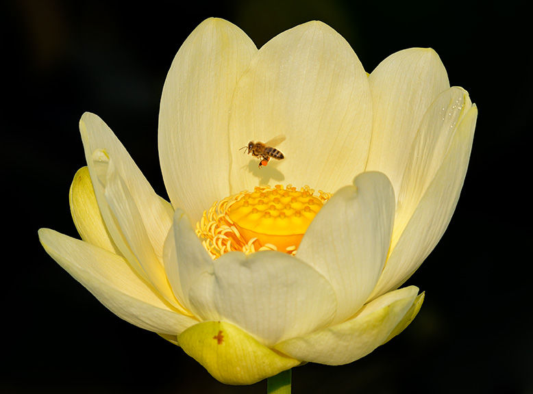 Beeonlotus0816_65A5144dppniktcdecgbbdweb.jpg