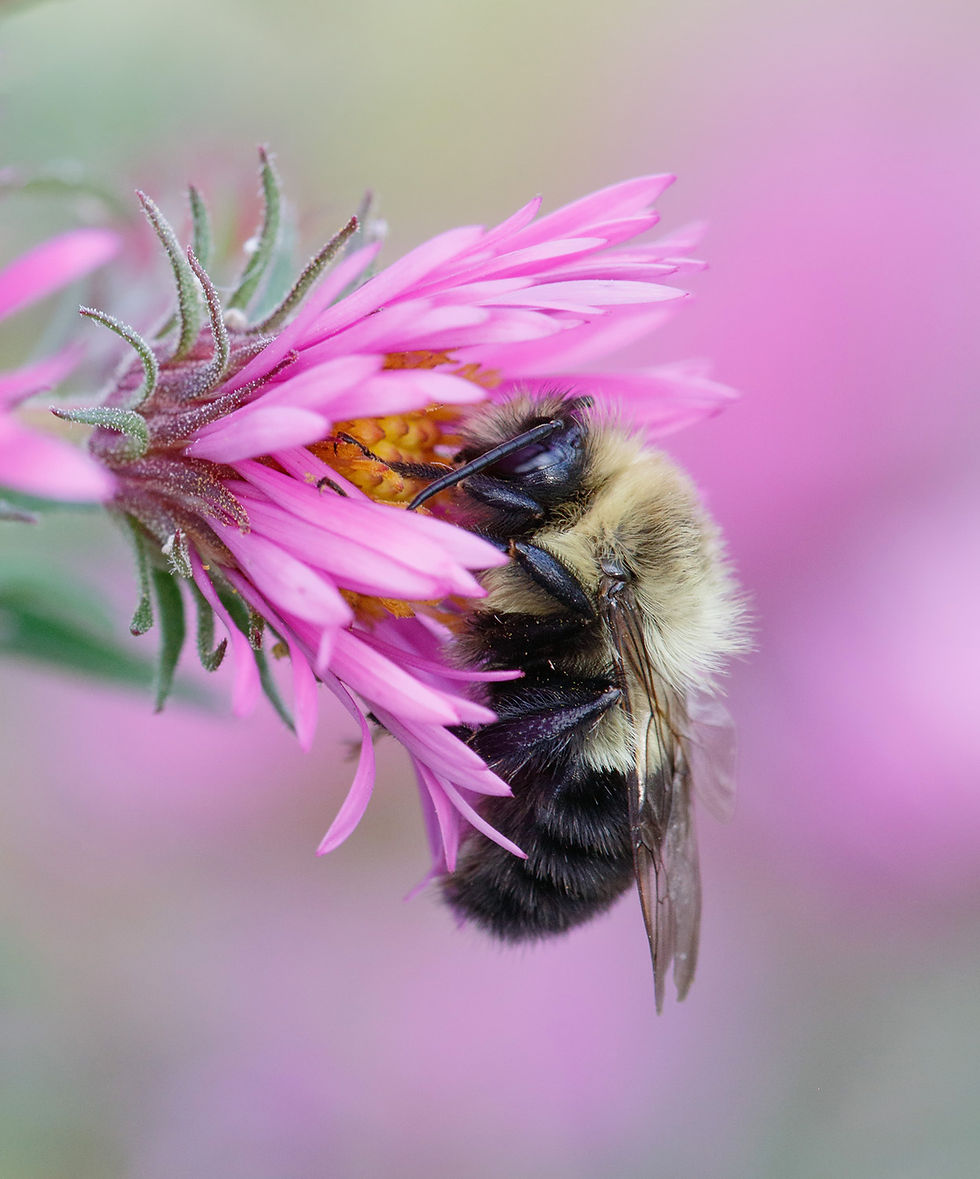 106BumblebeeonNewEnglandAster0919_65A9442dppdecjs.jpg