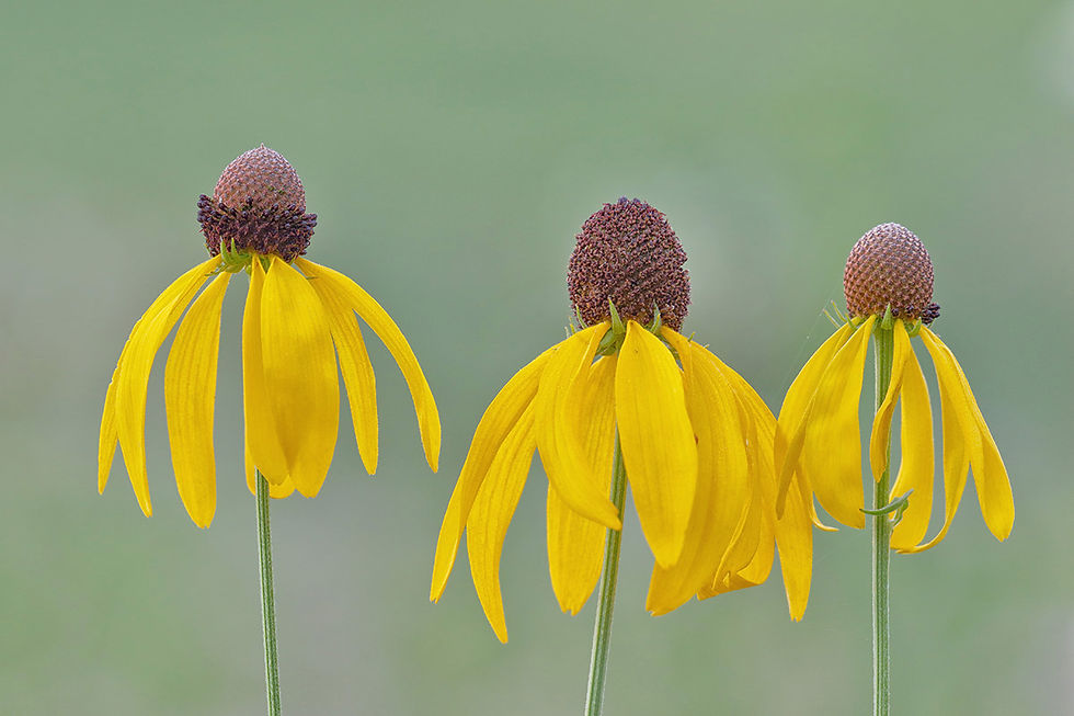 8Yellowconeflowers0715_65A4409dppniktcdej.jpg
