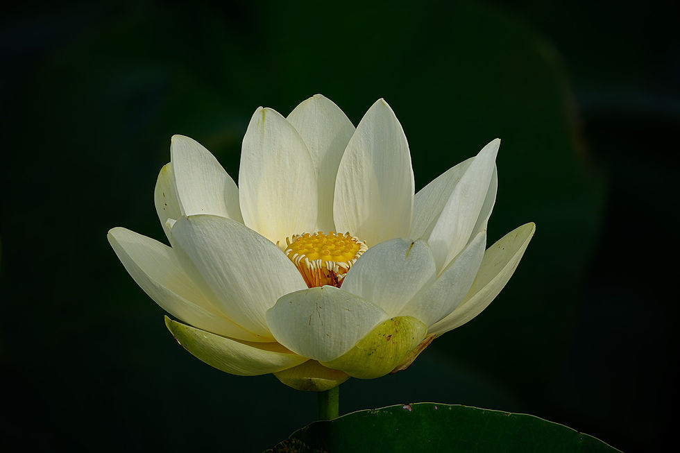 YellowLotus0723stacktcd1j.jpg