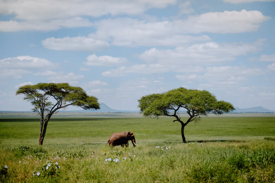 0-elephant-green-season-tarangire-tanzania-timbuktu-travel