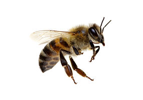 shutterstock_524283229.jpg