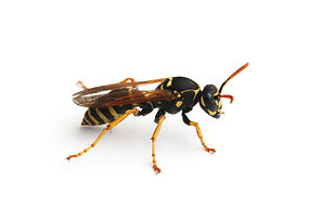 shutterstock_1902617053.jpg