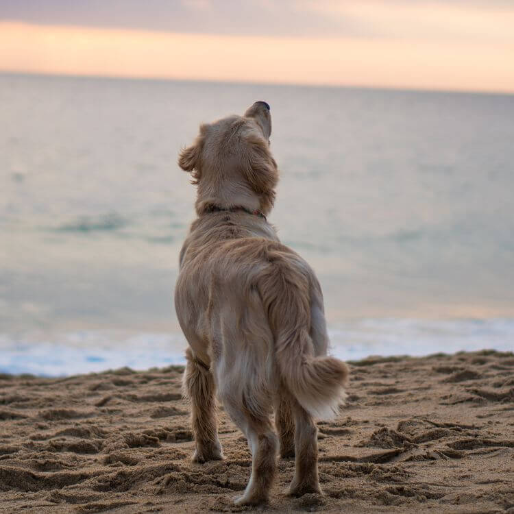 Golden Retriver Hund steht am Strand und guckt auf ein Meer