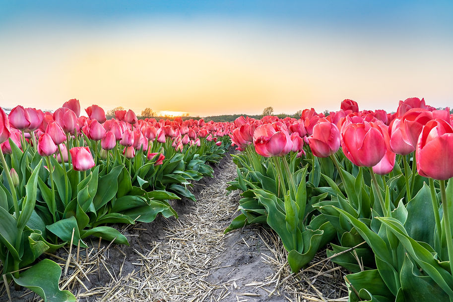 Wide angle shot of pink tulip field planted by tractor