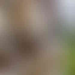 Zadaszenie tarasu  Lity 8mm, dymiony brąz