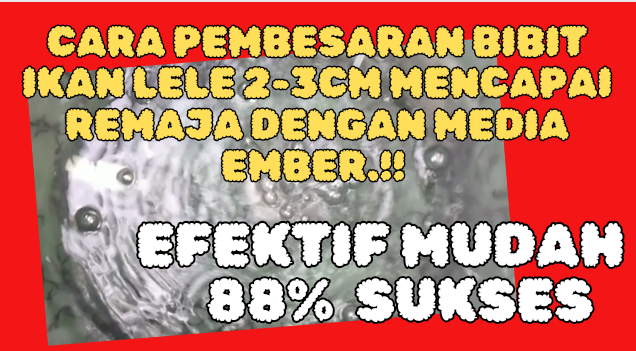 Cara Pembesaran Ikan Lele Pada Media Ember