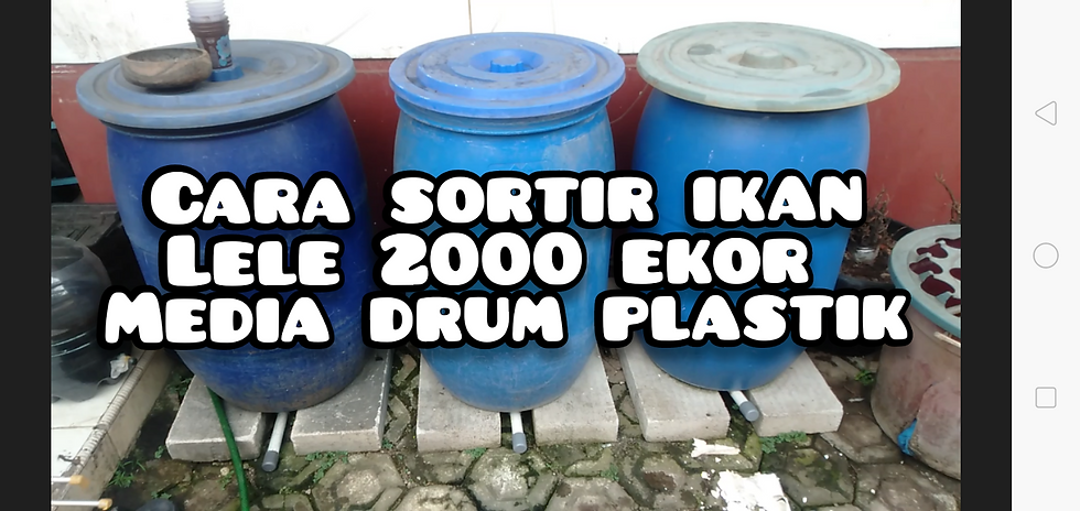 Ternak Ikan Lele Dalam Drum