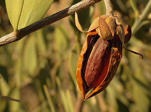 propiedades-y-beneficios-del-aceite-de-jojoba_edited.jpg