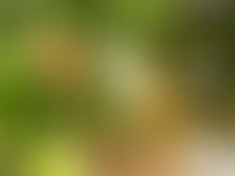 森のメレンゲを探しに行こう−1