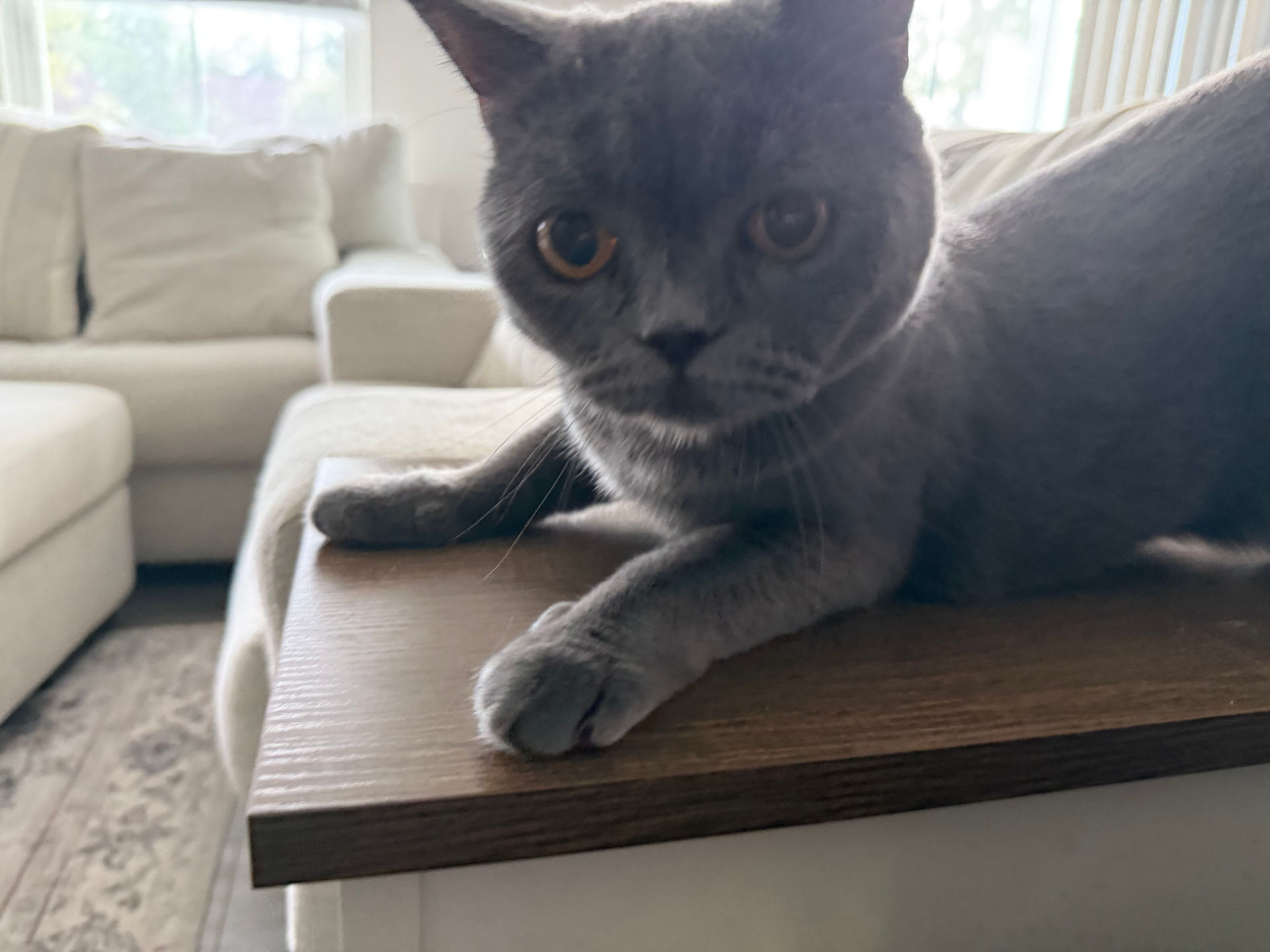 Walter Stretching on the Side Table
