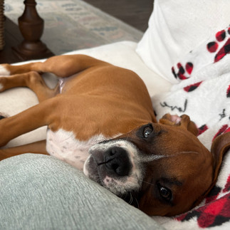 Sleeping boxer puppy