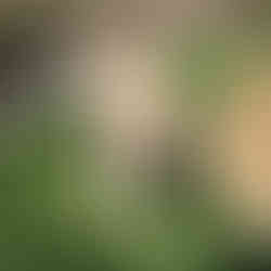 Golden Retriever with a ball