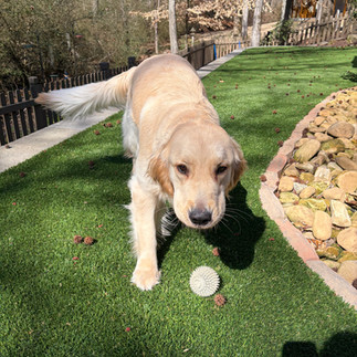 Golden Retriever with a ball