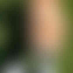 Birdie Golden Retriever