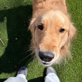 Birdie Golden Retriever