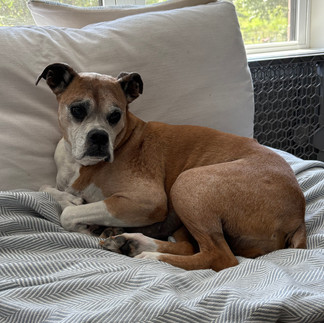 Older boxer on couch