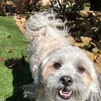 Malashi Enjoying Outside Time