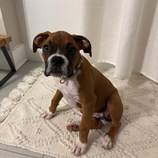 Puppy boxer