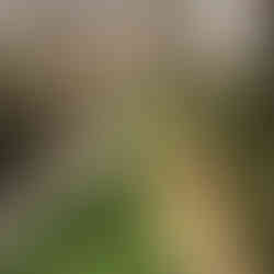 Two Golden Retrievers and Malachi