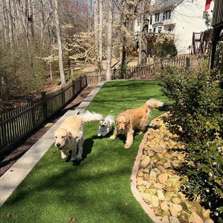 Two Golden Retrievers and Malachi