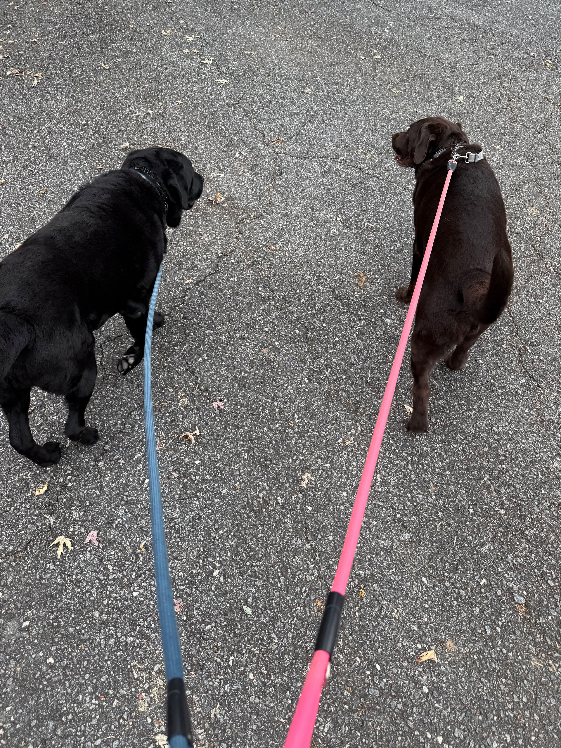 2 English Labs on a Walk