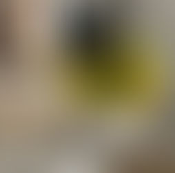 Tweet the Parakeet: A Little Bird With a Big Personality