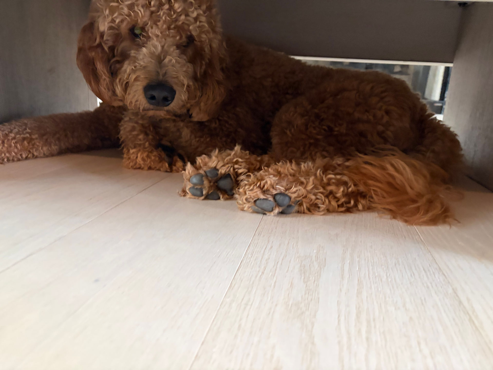 Travis under the coffee table