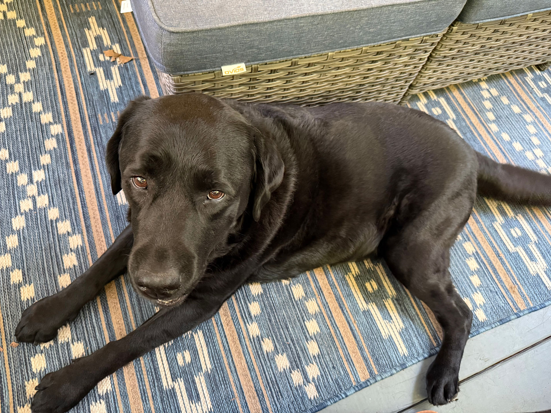 English Black Lab on rug