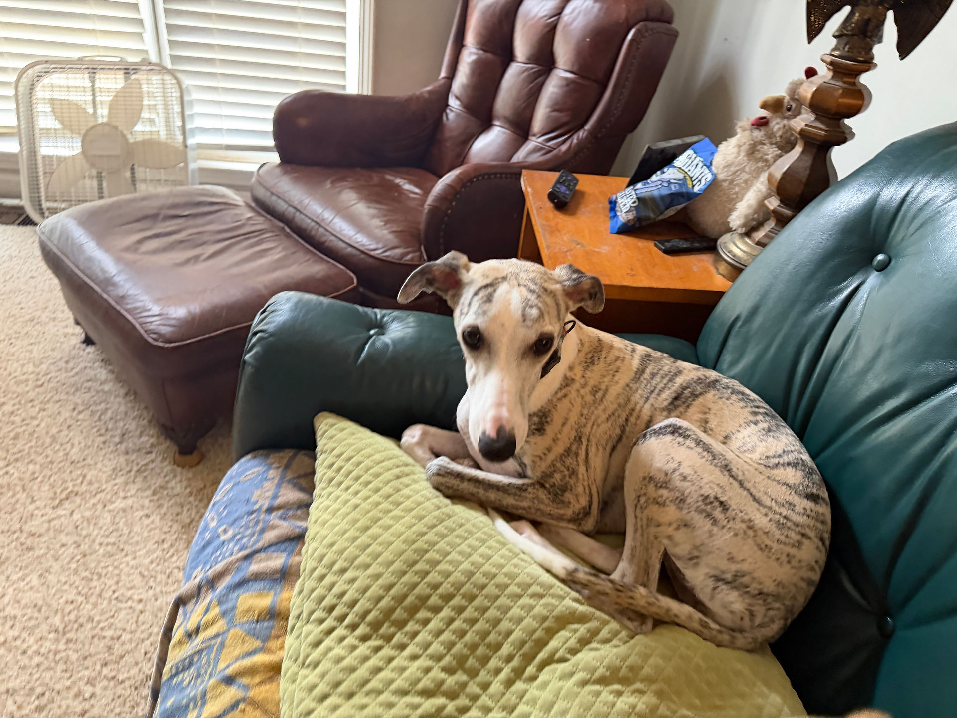Butler Pet Care providing overnight pet sitting for Whippets in Sugar Hill, Georgia.