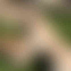 Two Golden Retrievers playing