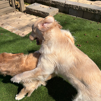 Two Golden Retrievers playing