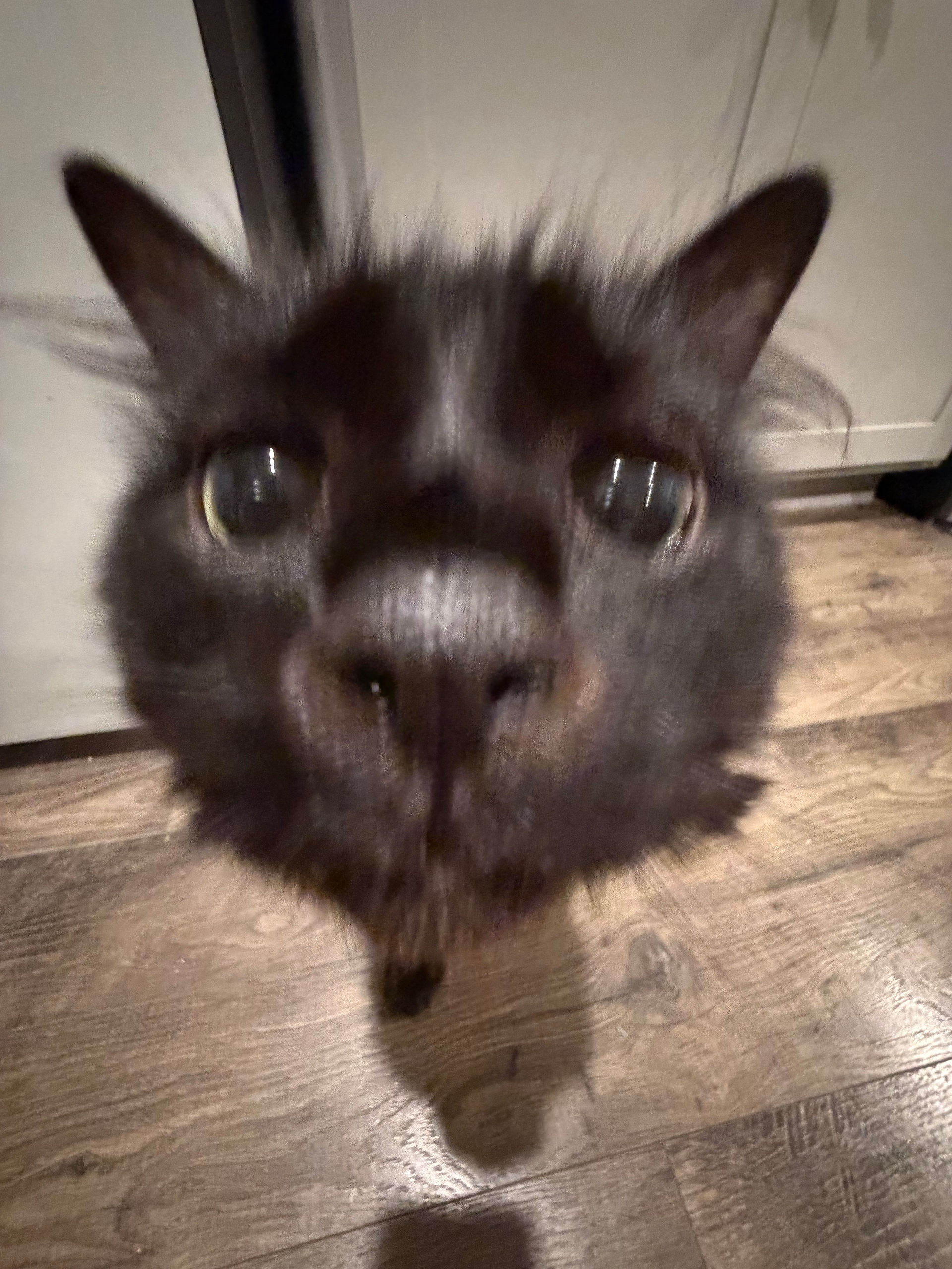 Black cat close to the camera