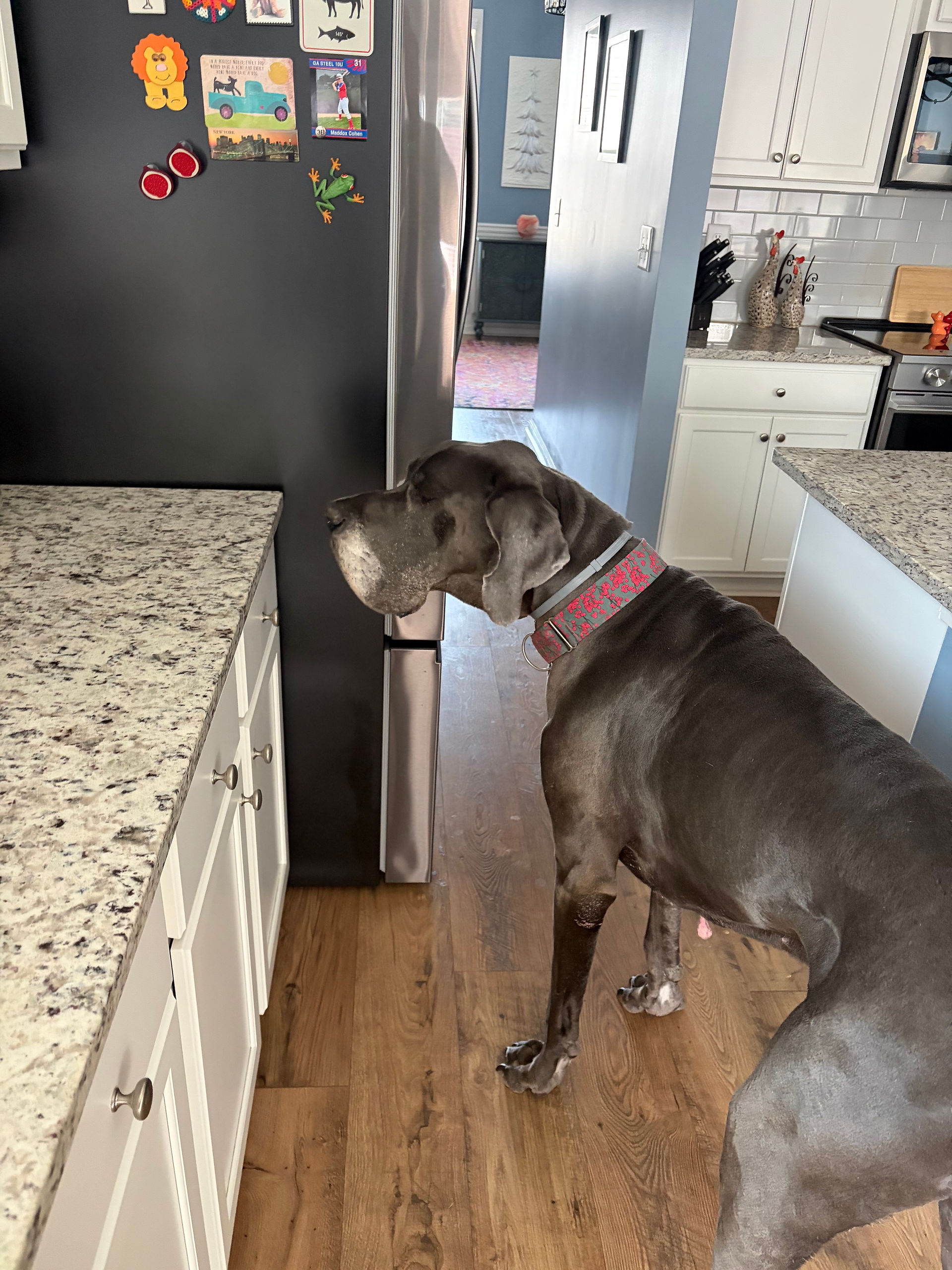 Great Dane wants treats